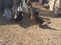 Ducks — 2 зураг