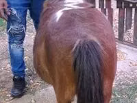 Mare, Miniature horse — photo 3