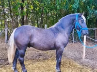 Адуу, Comtois — 3 зураг