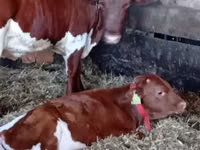 Bovinos (lote, sexo no especificado), Simmental cattle — foto 1