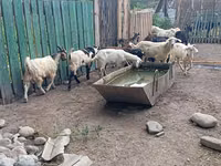 Ямааны ухна, Pomellata goat — 6 зураг