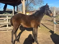 Horse (M), Hungarian horse breed — photo 1
