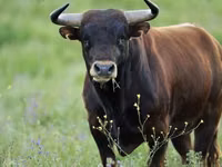 सांड, डेनिश लाल गाय — फ़ोटो 6
