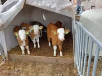 Toro, Simmental cattle — foto 1
