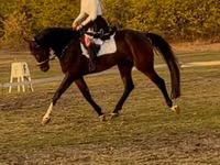 घोड़ा, Hanoverian — फ़ोटो 1