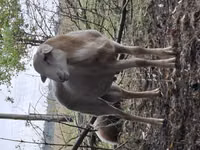 Хуц, Katum sheep — 4 зураг