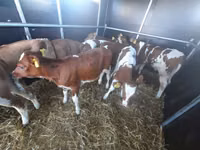 ثور, Simmental cattle — الصورة 1