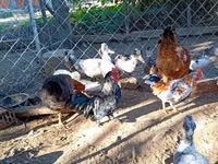 Chickens — 照片 1