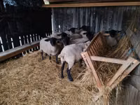 Sheep (batch, sex not specified), White Suffolk sheep — photo 5