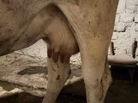 गाय, Ukrainian Brown Dairy Cattle — फ़ोटो 5