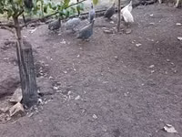 Guinea fowl — Foto 2