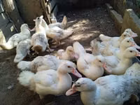 Ducks — फ़ोटो 2