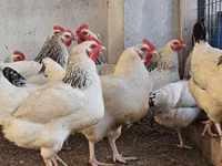 Chickens — الصورة 5