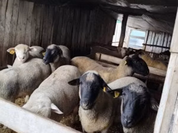 Widder, Ile-de-France sheep