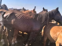 घोड़ी, Kazakh horse — फ़ोटो 3