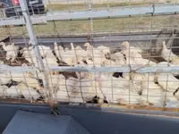 Turkeys — 3 зураг