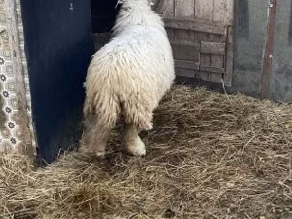 母羊, Sheep