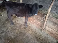 母牛, Cattle — 照片 1