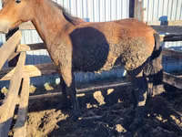 घोड़ी, Horse breed — फ़ोटो 2