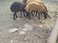 Sheep (batch, sex not specified), Karabakh sheep — photo 2
