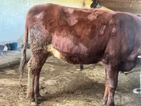 Cow, Cattle — photo 6