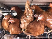 Chickens — फ़ोटो 8