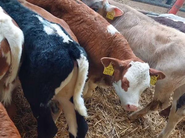 ثور, Simmental cattle
