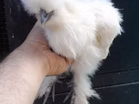 Chickens — photo 6
