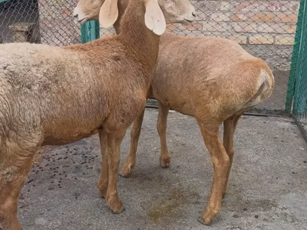 Хонь, Arashan sheep