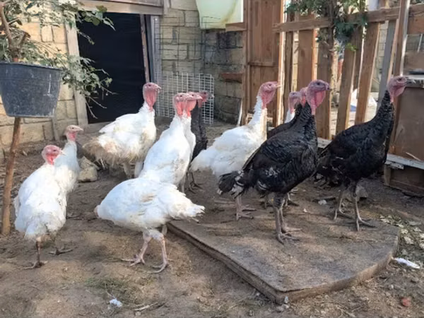ब्रॉन्ज़