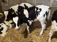 ثور, Russian Black pied cattle — الصورة 3