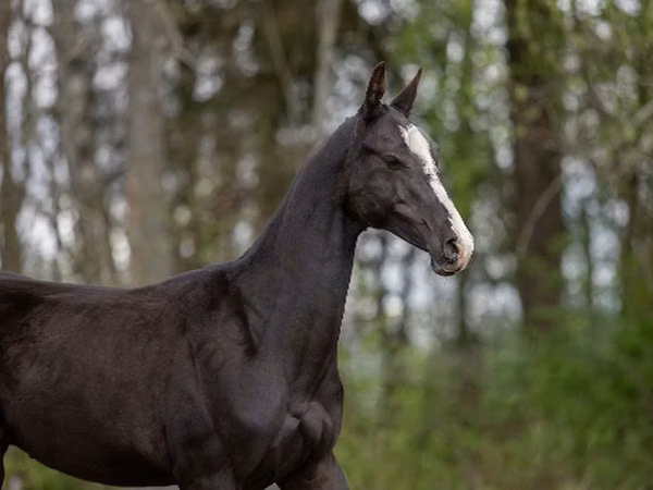 घोड़ा, Akhal-Teke