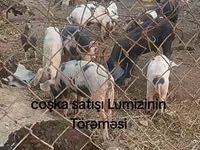 Азарга гахай, Гахай — 2 зураг
