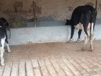 Үнээ, Latvian Blue cattle — 6 зураг