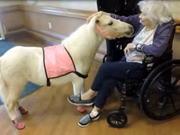 Mare, Miniature horse — photo 4