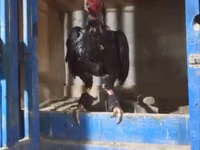 Chickens — फ़ोटो 1