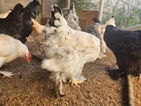 براهما — الصورة 3
