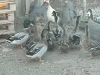 Guinea fowl — 3 зураг