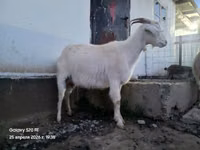 تيس, الماعز — الصورة 8