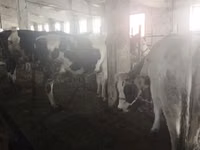 بقرة, سلالة هولشتاين — الصورة 2