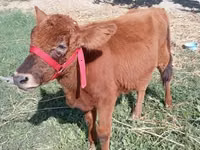 ثور, الماشية — الصورة 3