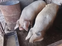 Boar, Pigs — photo 3