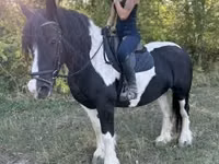 Mare, Gypsy horse — photo 4
