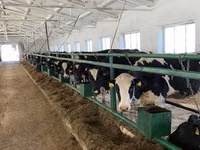Vaca, Raza Holstein — foto 6