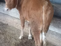 ثور, Simmental cattle — الصورة 2