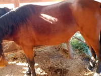Азаргагүй морь, French Trotter — 3 зураг