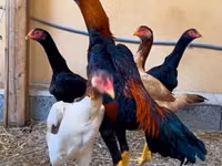 Chickens — الصورة 5