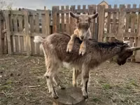 母山羊, Saanen goat — 照片 4