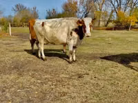 Cow, Holstein breed — photo 1