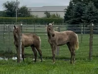 घोड़ी, Black Sea breed — फ़ोटो 5